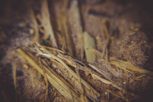 Selective Focus Shot Of Decomposing Grass Straws In The Field