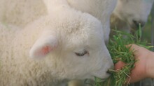 Close up shot of lambs being hand-fed grass, Ambury farm, Auckland