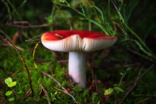 Red Mushroom Russula Russula In The Forest Close-up On A Dark, With A Shallow Depth Of Field