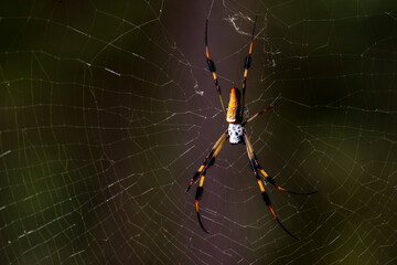 Golden Silk Orb Weaver Spider