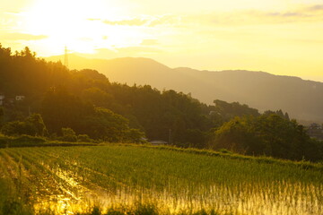 Wall Mural - 美しくて静かな夕暮れ時の棚田の風景