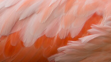 Pink Flamingo Bird Feathers