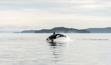 Jumping Transient Orca, Hunting Porpoises, Johnstone Strait, North Vancouver Island, Canada