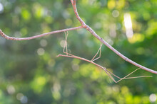 Walking Stick Insect Or Phasmids (Phasmatodea Or Phasmatoptera) Also Known As Stick Insects, Stick-bugs, Walking Sticks, Bug Sticks Or Ghost Insect. Selective Focus, Blurred Background With Copy Space