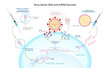 virus vector DNA and mRNA vaccines