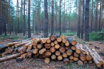 Wall Mural - heap of pine tree trunk in forest