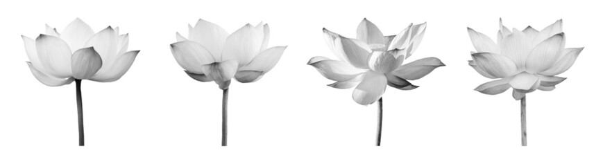 Wall Mural - Lotus flower black and white collections isolated on white background with clipping path.