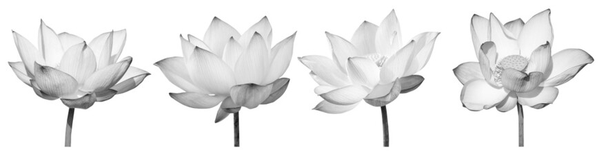 Wall Mural - Lotus flower black and white collections isolated on white background with clipping path.