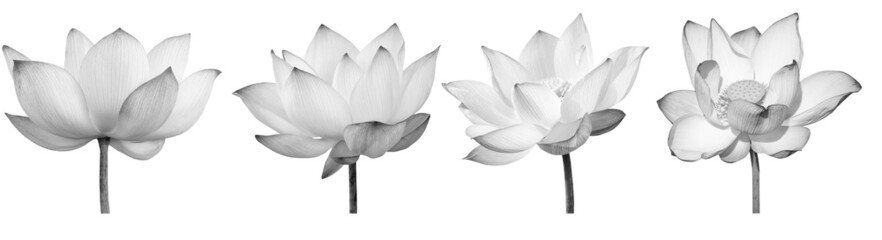 Wall Mural - Lotus flower black and white collections isolated on white background with clipping path.