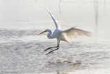 Fototapeta Zwierzęta - White heron flying over shallow waters in Providence Island, Colombia