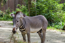 The Grevy's Zebra  Is The Largest Living Wild Equid And The Largest And Most Threatened Of The Three Species Of Zebra,
Compared With Others, It Is Tall, Has Large Ears, And Its Stripes Are Narrow.