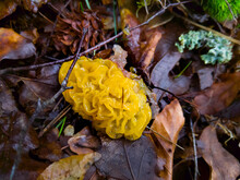 Yellow Jelly Fungus Tremella Mesenterica. A Harmless Parasite Found In Deciduous Forests.