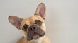 © baxys - Dog french bulldog on a light background.