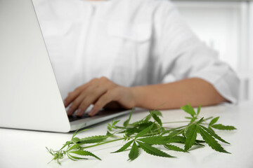 Wall Mural - Scientist working at table in office, focus on hemp plant. Medical cannabis