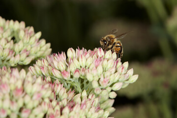 Bee on a garden flower  