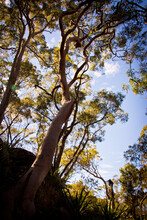 Looking Up Through A Large Australian Gum Tree In Bushland. Sydney, New South Wales, Australia. No People.