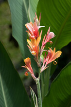 Sydney Australia, Close-up Of A Pink And Apricot Coloured Flowers Of A Tall Variegated Leaf Stuttgart Canna Lily