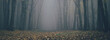 © 4Max - Forest in fog with mist. Fairy spooky looking woods in a misty day. Cold foggy morning in horror forest