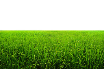 Wall Mural - Field of green young rice  isolated on white background with copy space.