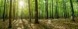 Fototapeta Dziecięca - autumn forest trees. nature green wood sunlight backgrounds.