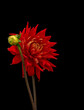 Floral fine art still life detailed color macro flower portrait of a single isolated blooming red dahlia with bud on black  background