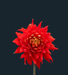 Floral fine art still life detailed color macro flower image of a single isolated blooming red dahlia on gray background