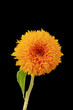 yellow orange sunflower Teddy Bear macro on black background,  fine art still life blossom with detailed texture, green leaf and stem