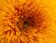 single isolated yellow orange sunflower Teddy Bear, blossom heart macro