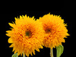 pair of yellow orange sunflower Teddy Bear macro on black background,  fine art still life blossom with detailed texture, green leaf and stem