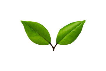 Two detailed green fresh leaves on the white background.