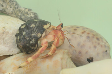 a hermit crab (paguroidea sp) is walking slowly on the shell of a large dead hermit crab.