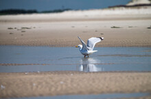 The Photo Shows A Seagull On A North Sea Beach