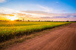 Rice Field and Dirt Road at Sunset