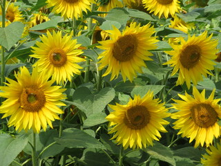  beautiful sunflower flowers large yellow insects petals pollen