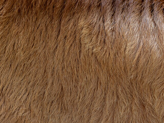 brown cow fur in the detail - texture