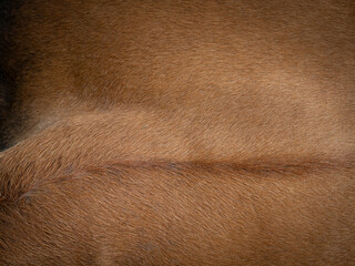 Wall Mural - Brown cow  fur in the detail - texture