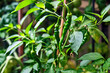 Grüne Früchte einer Paprikapflanze ( Capsicum ).