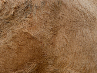 Wall Mural - Brown cow  fur in the detail - texture