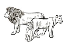 Family Lions Isolated On White Background. Sketch Graphic Lion, Lioness, Cub Predator Of Savannah In Engraving Style.
