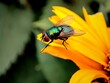 fly on a yellow flower