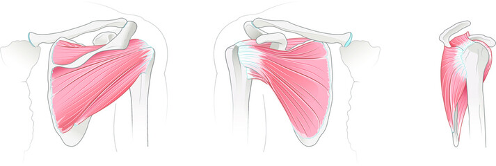 Wall Mural - Shoulder anatomy. Rotator cuff muscles. Vector illustration