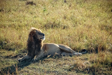 Lions roaming the Kenyan wilderness