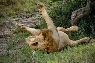 Lions roaming the Kenyan wilderness