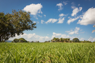 landscape, grass and sky