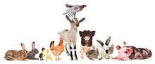 Funny Farm Animals Together Isolated On White Background