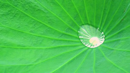 Wall Mural - 4K footage ,water drops on a green leaf lotus in morning time,select focus.