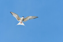 Common Tern (Sterna Hirundo) Water Bird, Bird Flies In The Sky With Spread Wings, View From Below.