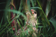 Junger Fasan ( Phasianus colchicus) versteckt sich im Maisfeld