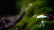 Hochgiftiger tödlicher Knollenblätter Pilz im Wald