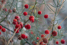 Red Berries On A Bush